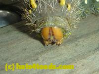 /home//u458753944/public_html/sourcegallery////Insects and small critters/butterflies and moths (Lepidoptera)/P1100272.JPG